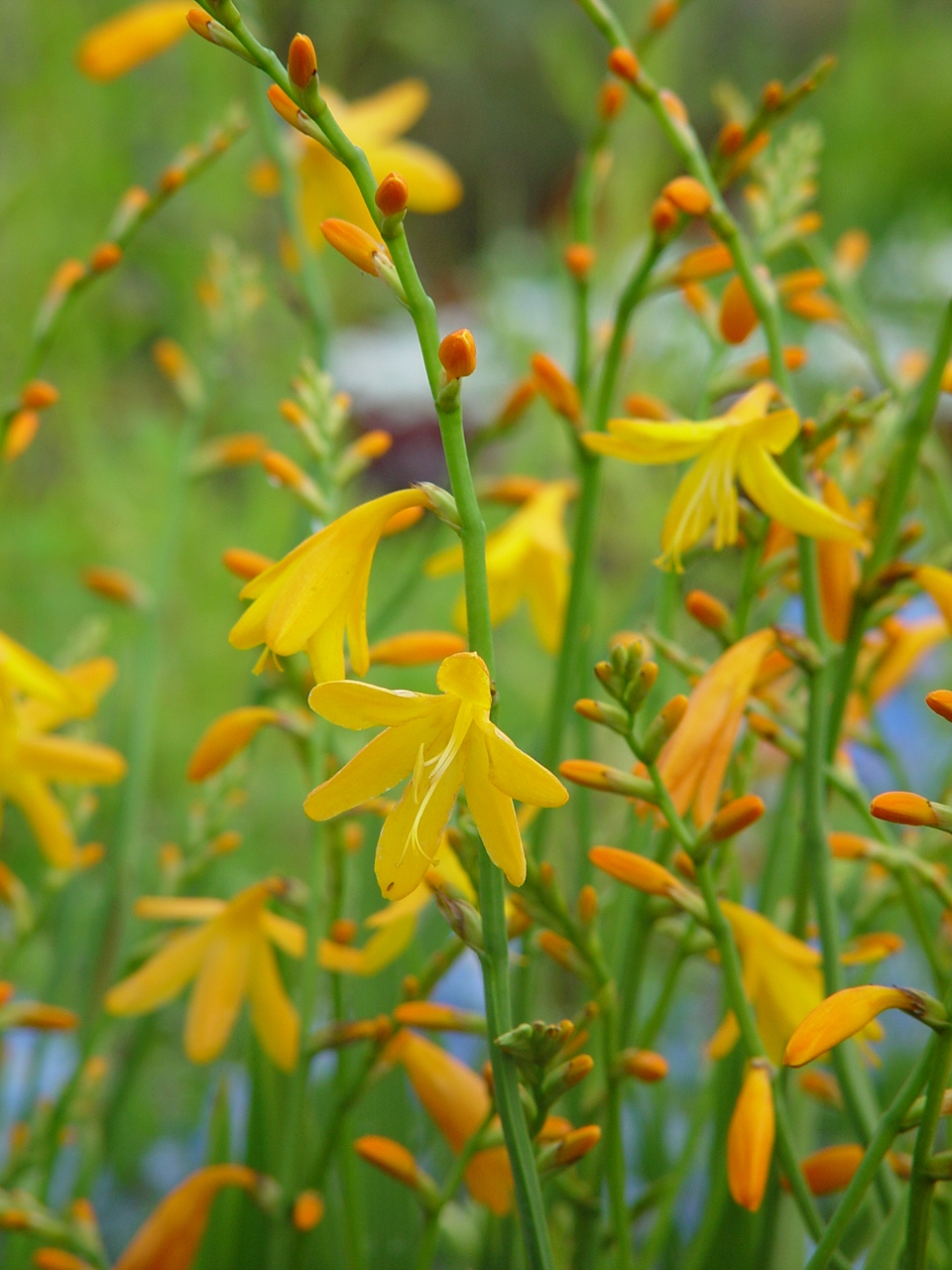 Crocosmia crocosmiiflora 'Buttercup'